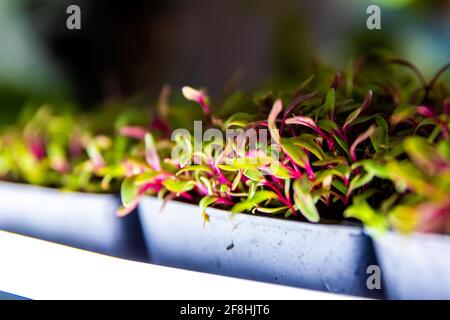 erba in crescita su un bancone con luce proveniente dai neonati Foto Stock