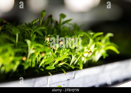 erba in crescita su un bancone con luce proveniente dai neonati Foto Stock