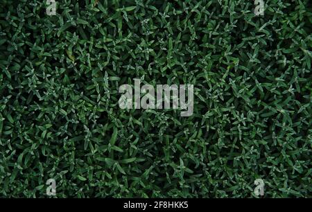 Insolito erba verde-pianta come un prato coperto l'intero terreno nel giardino. Sempreverdi pallido pianta di conifere. Sfondo e spazio minimalistici f Foto Stock