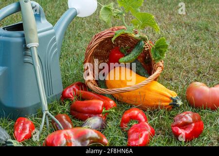 Zucchine appena raccolte, melanzane, pomodori e peperoni con un cesto di vimini, un piccolo rastrello e una lattina d'annaffiatura sull'erba verde. Vegeto appena raccolto Foto Stock