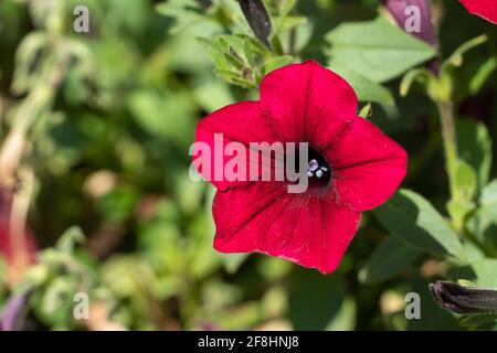 Fiore rosso brillante, petunia selvaggia (ruellia) ibrido primo piano su una pianta sotto il sole. Foto Stock