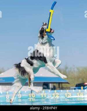 Cane tricolore che cattura un giocattolo sopra una piscina a. un evento di immersione nella banchina Foto Stock