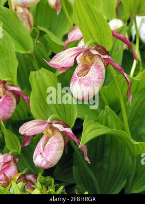 Le pantofole della donna showy orchidea (Cypripedium reginae) fiori in giardino Foto Stock