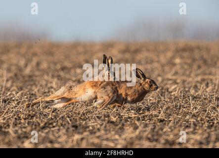 La necessità di velocità. Due Brown Hares si inseguono a vicenda nel comportamento di courtship attraverso i campi stoppie. Sufffolk Regno Unito Foto Stock
