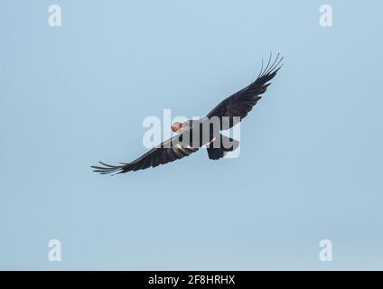 Un Carrion Crow molto intelligente che porta le due gusci di noce nel becco e le due noci nei piedi . Sorvolando Farmers Field, Suffolk, Regno Unito Foto Stock