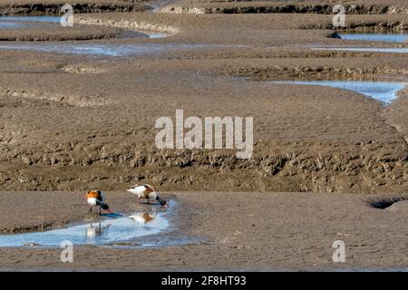 Shelatks maschi (L) e femmine (R), Tadorna tadorna, su mudflats nel Lavare a bassa marea. A Snettisham, Norfolk. Foto Stock