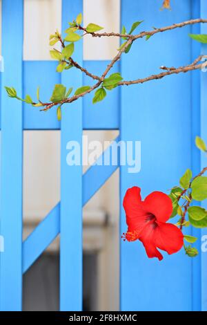 L'ibisco cinese, una specie di mallow di rose (Hibiscus), un fiore popolare in Grecia, specialmente nelle isole delle Cicladi. Qui nella città di Paroikia, Paros. Foto Stock