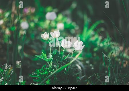 bellissimi fiori di fiocco di neve primaverile che fioriscono alla luce del sole Foto Stock