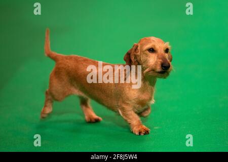 Mini filo con capelli dachshund ad uno spettacolo di cani Foto Stock