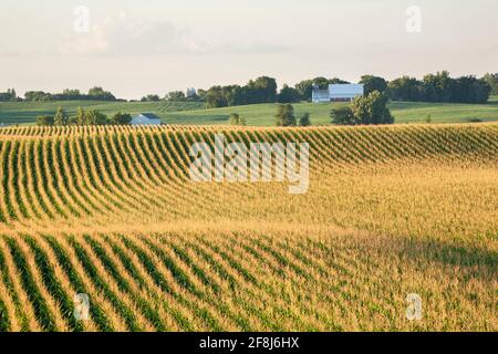 Campo di mais e fienile su colline ondulate in tarda estate luce solare Foto Stock