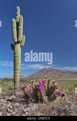 Sangue rosa di cactus hedgehog sono di colore desertico ai piedi dell'alto cactus Saguaro al Picacho Peak state Park in Arizona, Stati Uniti Foto Stock