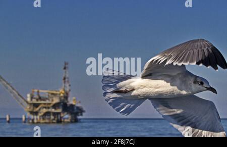 Laughing Gull vola a destra con piattaforma petrolifera dietro in acque di Mobile Bay, Alabama, in contrasto con naturale contro l'uomo fatto in ambiente Foto Stock