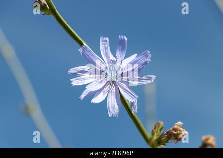 Cichorium intybus, la cicoria comune è una pianta erbacea piuttosto legnosa e perenne della famiglia dei dente di leone Asteraceae, solitamente con fiori blu luminosi Foto Stock
