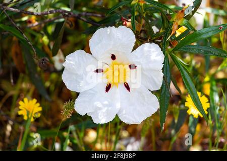 Fiori bianchi di rosa-roccia con marcature color cremisi. Il cistus ladanifer è una pianta fiorente della famiglia delle Cistacee. I nomi comuni includono la gomma rockrose, labd Foto Stock