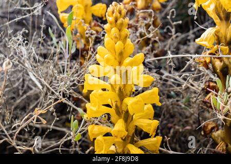 La Cistanche phelypaea o Cistanche phelipaea è una specie di pianta della famiglia delle Orobanchaceae. Ha una vasta gamma di distribuzione dalla penna araba Foto Stock