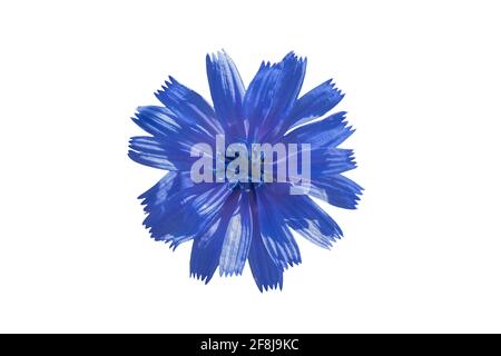 Cichorium intybus, la cicoria comune è una pianta erbacea piuttosto legnosa e perenne della famiglia dei dente di leone Asteraceae, solitamente con fiori blu luminosi Foto Stock