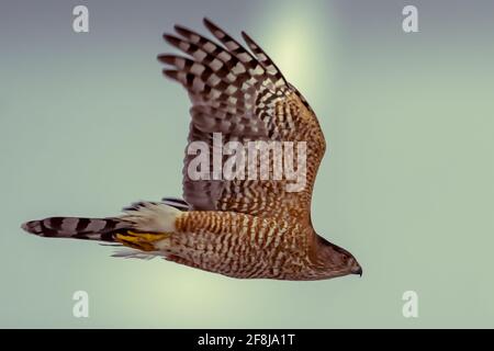 Primo piano di una Coopers Hawk in volo, Canada Foto Stock