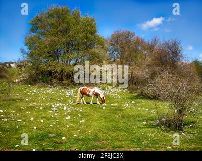 Allevamento di cavalli selvatici in un prato alpino, Abruzzo, Italia Foto Stock