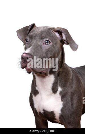 Un ritratto della testa di un bully americano purebred O femmina Bulldog con pelliccia grigia e bianca isolata uno sfondo bianco Foto Stock