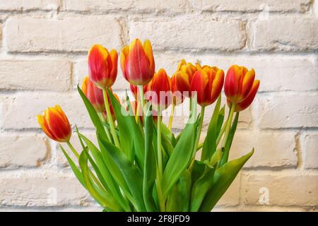 Tulipani di primavera freschi su sfondo bianco muro di mattoni. Foto Stock
