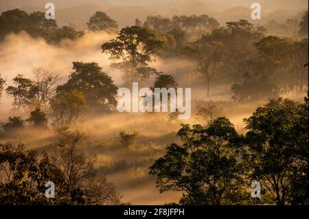 La luce splende attraverso la nebbia mattutina nel Triangolo d'Oro Foto Stock