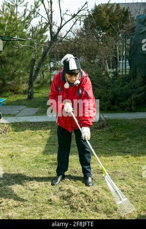 La donna lavora nel paese. Aerazione e pulizia del prato con un grande rastrello. Giardinaggio per migliorare la qualità del prato e la crescita dell'erba. Foto Stock