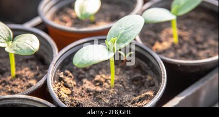 Piantine di cetrioli in tazze sulla finestra. Fuoco selettivo. Natura Foto Stock