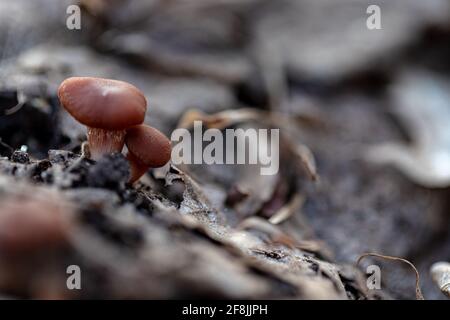 Minuscoli funghi Tubaria furfuracea giovani nella foresta primaverile Foto Stock