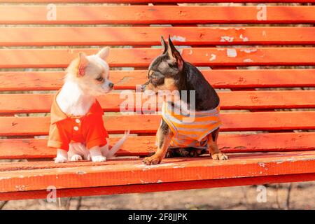 Due cani Chihuahua su una panchina di legno arancione. Cane Chihuahua in abiti e cucciolo chihuahua in abiti Foto Stock