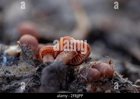 Minuscoli funghi Tubaria furfuracea giovani nella foresta primaverile Foto Stock