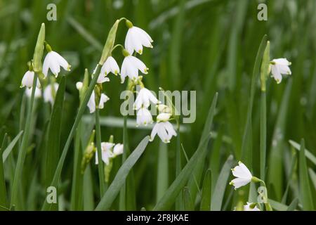 UK Weather, 14 aprile 2021: Nonostante il freddo clima primaverile, una macchia di rari gigli di Loddon selvatici fioriscono in una zona paludosa dove un vapore si unisce al fiume Tamigi vicino Henley. Chiamati con il nome del vicino fiume Loddon, sono anche noti come fiocchi di neve estivi. Anna Watson/Alamy Live News Foto Stock