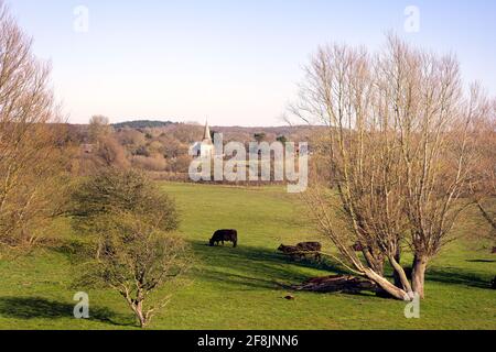 Vista intorno a Arlington con la chiesa di St Pancras sullo sfondo e alcune mucche marroni in primo piano, Sussex orientale, Inghilterra Foto Stock