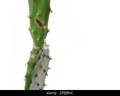 opuntia, cactus di pera prickly con macchia marrone isolato su sfondo bianco, segni di malattie di succulenti Foto Stock