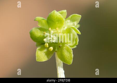 Moschatel (Adoxa moschatellina), una sorgente di fiori selvatici boschivi chiamato anche orologio del municipio, Regno Unito Foto Stock