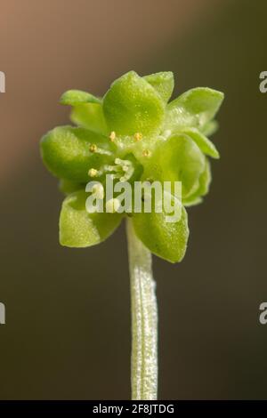 Moschatel (Adoxa moschatellina), una sorgente di fiori selvatici boschivi chiamato anche orologio del municipio, Regno Unito Foto Stock