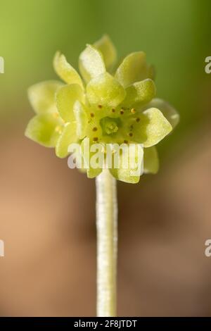 Moschatel (Adoxa moschatellina), una sorgente di fiori selvatici boschivi chiamato anche orologio del municipio, Regno Unito Foto Stock