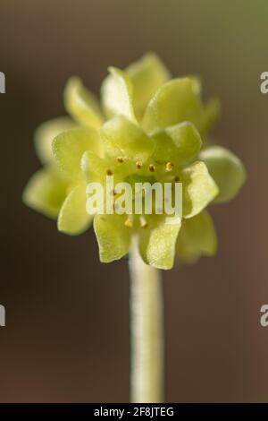 Moschatel (Adoxa moschatellina), una sorgente di fiori selvatici boschivi chiamato anche orologio del municipio, Regno Unito Foto Stock