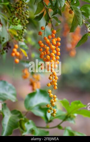 Pianta tropicale Duranta erecta (dewdrop dorato, bacche di piccione, skyflower) con piccoli frutti di bosco arancioni decorativi Foto Stock