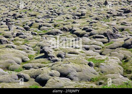 Campo di lava Eldhraun coperto di muschio di fringemoss di lana (Racomitrium lanuginosum), Sudurland, Islanda del Sud Foto Stock
