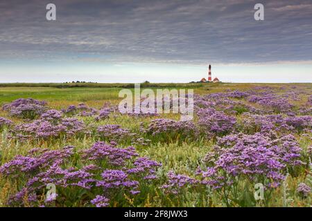 Sea-lavanda in fiore e faro Westerheversand a Westerhever, Penisola di Eiderstedt, Parco Nazionale del Mare di Wadden, Frisia del Nord, Germania Foto Stock