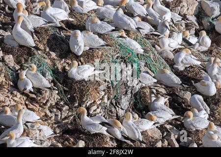 Gannette settentrionali (Morus faganus) con pulcini sui nidi alla gannimetria / colonia di gannet su Stori Karl, catasta di mare a Langanes, Nordurland Eystra, Islanda Foto Stock