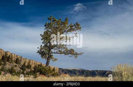 L'albero di pino pendente si erge sopra il prato nella foresta nazionale del Wyoming. Foto Stock