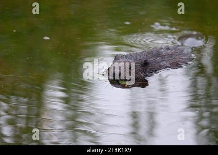 Un castoro eurasiatico (fibra di Castor) che nuotano in uno stagno Foto Stock