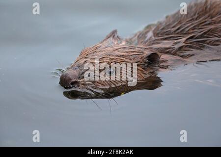 Un castoro eurasiatico (fibra di Castor) che nuotano in uno stagno Foto Stock