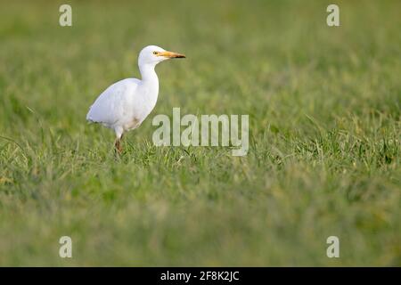 Un greto di bestiame (Bubulcus ibis) che forava in un prato con mucche nei Paesi Bassi. Foto Stock