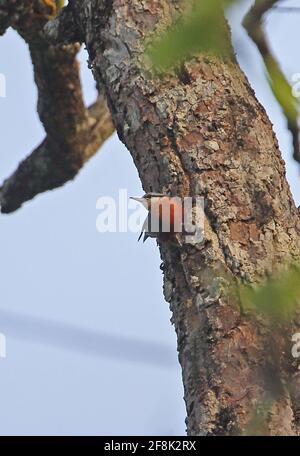 Nuthatch trascurato (Sitta negligecta) adulto aggrappato al tronco di albero Prey Veng, Cambogia Gennaio Foto Stock