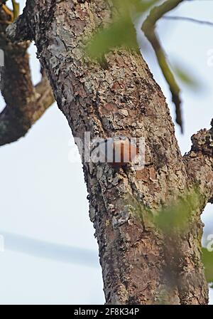 Nuthatch trascurato (Sitta negligecta) adulto aggrappato al tronco di albero Prey Veng, Cambogia Gennaio Foto Stock