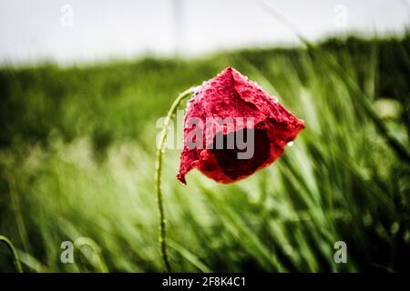 Fiore papavero isolato su sfondo verde. Foto Stock