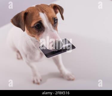 Un cane intelligente obbediente tiene una carta di banca nel suo bocca su sfondo bianco Foto Stock