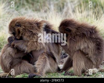 Ritratto di famiglia di Gelada Monkey (Theropithecus gelada) che brilla sui Monti Semien, Etiopia. Foto Stock